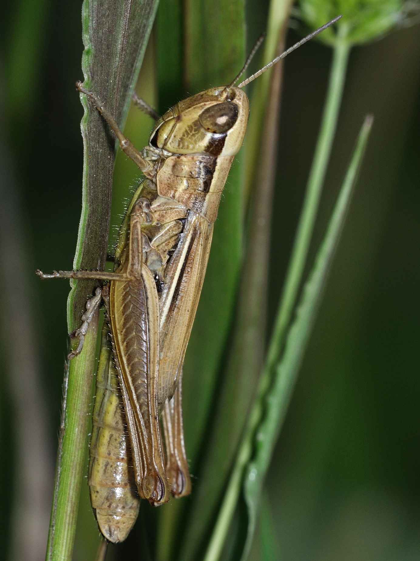 Euchorthippus declivus